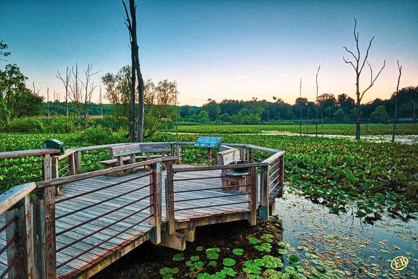 Beaver Marsh Vancouver