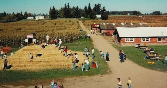 Bi-Zi Farms Pumpkin Patch Vancouver
