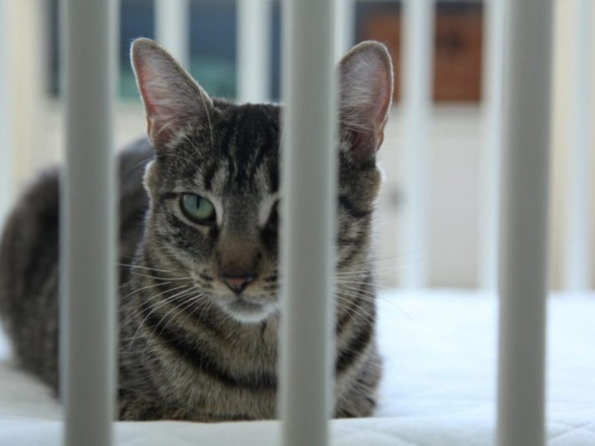 How To Keep The Cat Out Of The Crib Or Nursery