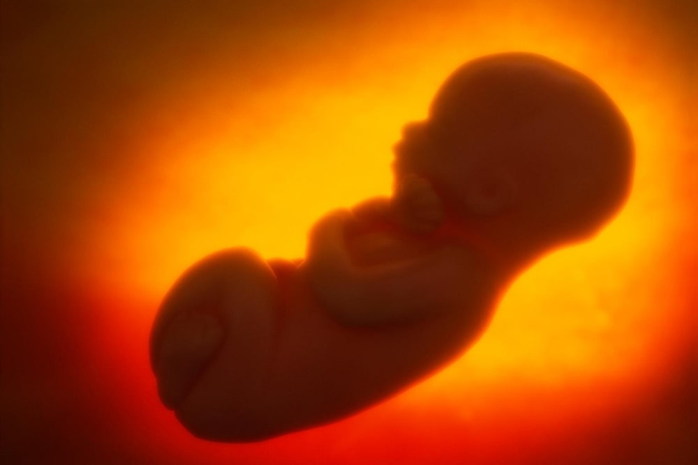 Do Babies Get Hungry In The Womb?