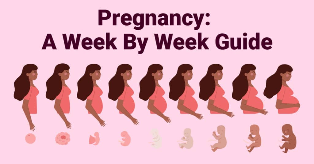 Pregnancy A Week By Week Guide